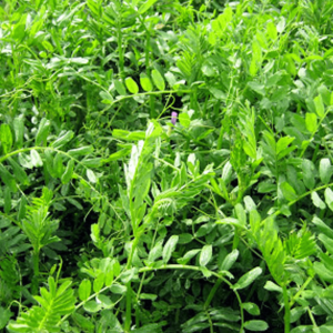 Βίκος (Vicia sativa) 1kg