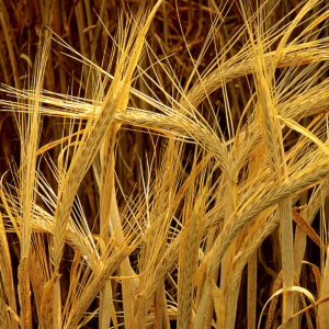 Κριθάρι (Hordeum vulgare) 1kg