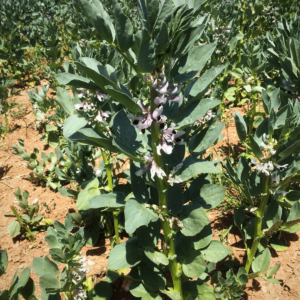 Κτηνοτροφικό Κουκί (Vicia Faba) 1kg