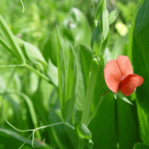 Κτηνοτροφικό Λαθούρι (Lathyrus cicera) 1kg