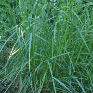 Λόλιουμ Πολυετές (Lolium perenne) 1kg