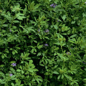 Μηδική - Τριφύλλι (GEA) 1kg