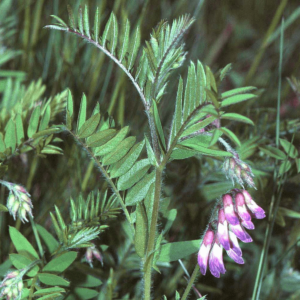 Ρόβι (Vicia ervilia) 1kg