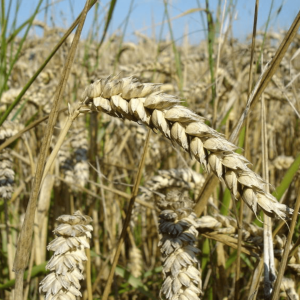 Σιτάρι (Triticum) 1kg