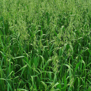 Σιφουνάρι (Avena sativa) 1kg