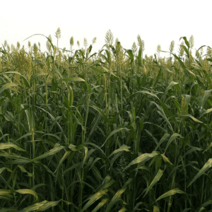 Σόργος Piper (Sorghum sudanense) 1kg